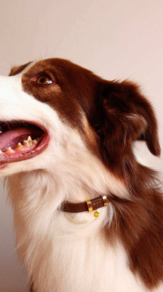 PET NECKLACE